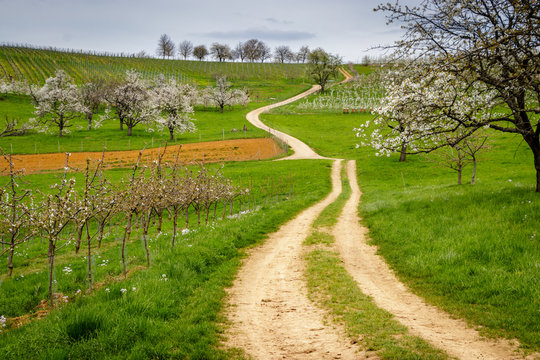 A dirt road in the early spring time in  Markgr&auml;ferland, South Germany.  The region is known for its vineyards and often called by Germans the Tuscany of Germany