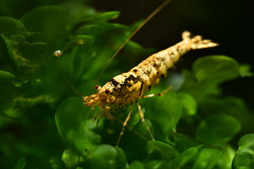 Hybrid Garnele im Osmosewasser Aquarium