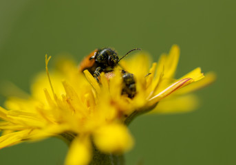Margaritas amarillas