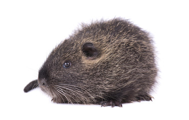 Baby nutria isolated on white background. One brown coypu (Myocastor coypus) isolated.