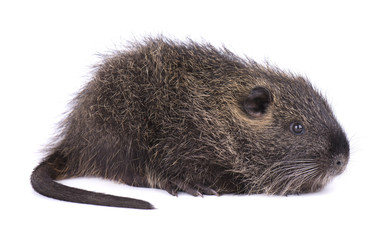 Baby nutria isolated on white background. One brown coypu (Myocastor coypus) isolated.