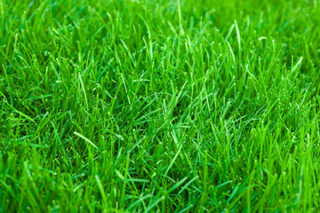 fresh spring lawn green grass for background