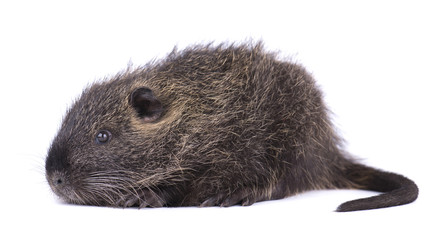 Baby nutria isolated on white background. One brown coypu (Myocastor coypus) isolated.