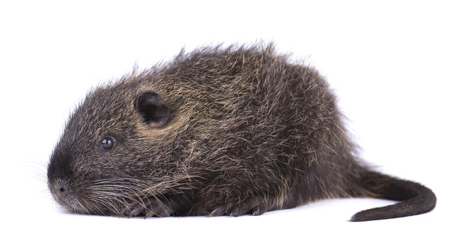 Baby nutria isolated on white background. One brown coypu (Myocastor coypus) isolated. © vandycandy