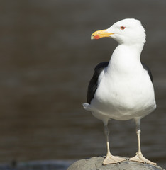 Great Black-backed gull