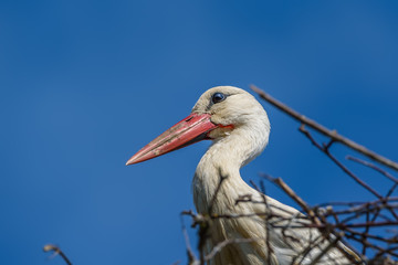 Stork in a nest against the sky. close-up.
