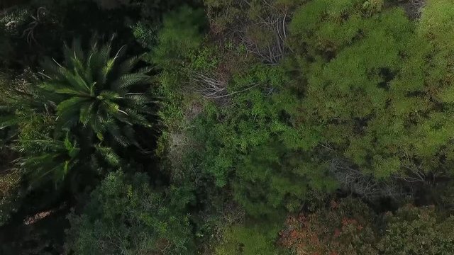 Drone shot over the forest