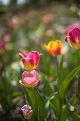 Field of tulip flowers