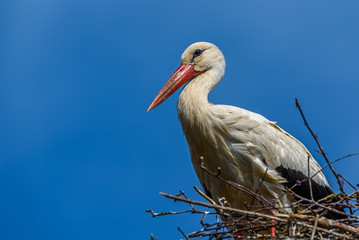 Stork in a nest against the sky. close-up.