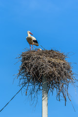 Stork in a nest against the sky. close-up.