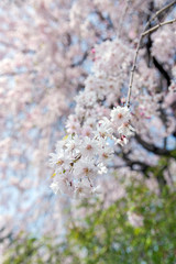 sakura cherry blossom tree in Gongendo park Japan