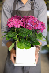 Flowerpot of the fuschia hydrangea or Hydrangea macrophylla in the hands of a gardener at the garden shop.