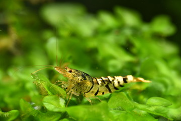 Aura Hybrid Garnele im Osmosewasser Aquarium