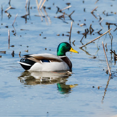 Obraz premium Beautiful mallard in natural habitat