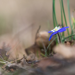 Beautiful Hepatica Nobilis