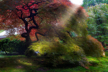 Morning Sun Rays on Old Japanese Maple Tree in Fall