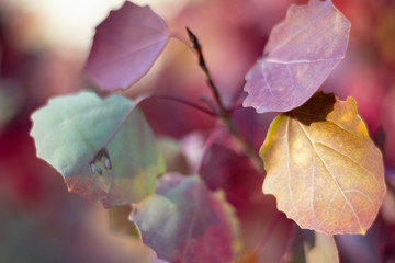 Leaves close up