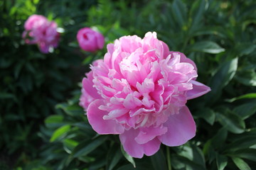 Obraz premium peony-пион