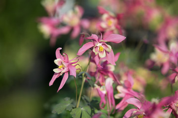 Beautiful Pink Flowers with Four Petals in a Garden
