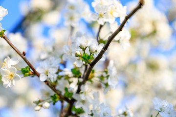 Closeup of white cherry blossoms on the branch