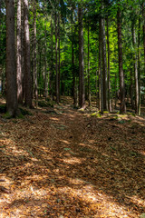 Wald mit Sonnenstrahlen und Laub im Bayerischen Wald