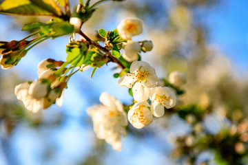 Closeup of white cherry blossoms on the branch