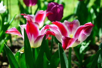 Different tulips in the park. Close up view.