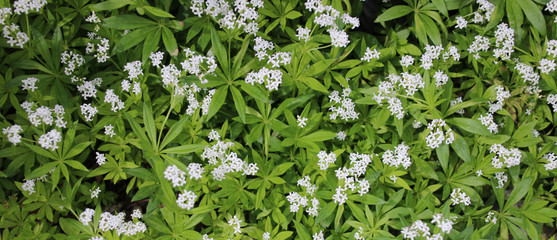 waldmeister    blüten und blätter