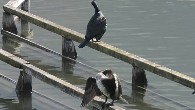 cormorani  6