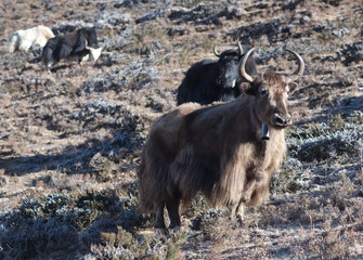 Group of Dzo yak grazing in the Nepal Himalaya