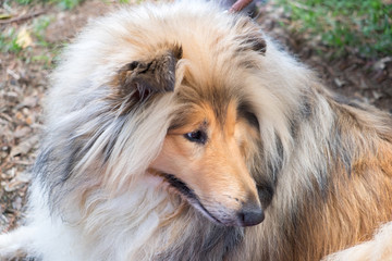 Rough Collie (also known as the Long-Haired Collie or Scottish Collie)