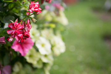 Fototapeta premium Pelargonium peltatum