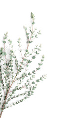 Obraz na płótnie Canvas Green eucalyptus leaves on white background. Flat lay and minimalistic style.