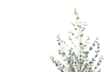 Green eucalyptus leaves on white background. Top view and flat lay style.