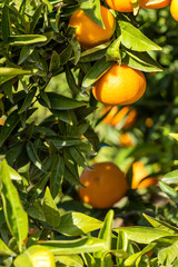 Ripe juicy orange mandarin on a tree