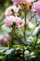 Rosenblüten im zarten Rosa