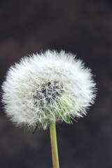 Сommon dandelion blowball with blurred grey and brown background 