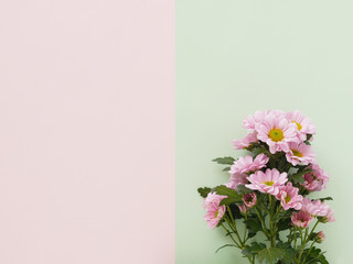 Composition of pink chrysanthemum flowers on a pink and green background, top view, creative flat lay. 