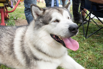 Alaskan Malamute lie on green meadow