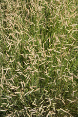 Green grasses in fall