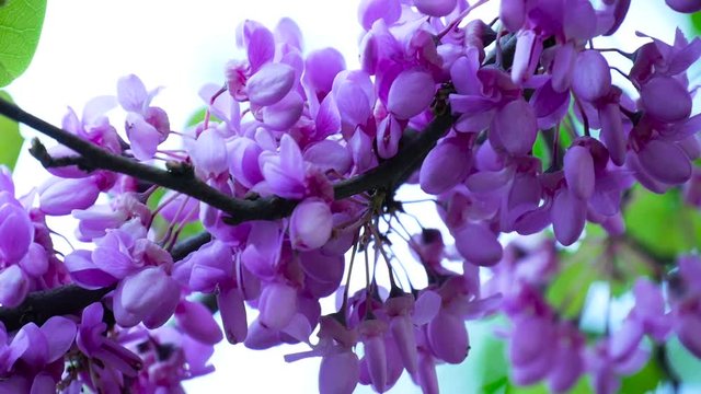 Close up redbud tree flowers on a branch in spring park