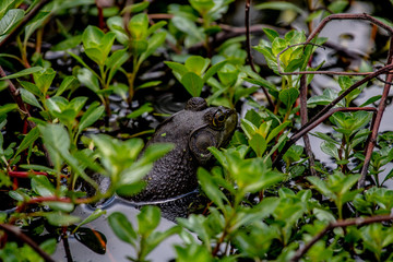 American Bullfrog relaxing in the water..