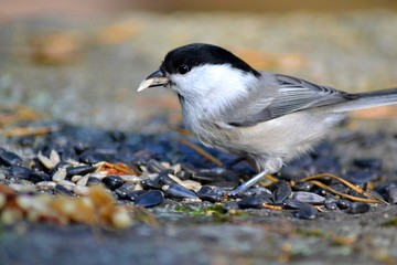 Bird on the stone