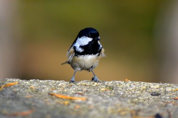 Bird on the stone