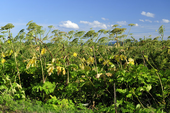 sosnowski borsch, (heracleum sosnowskyi manden.) danger, pioson, natural, borsch, sosnowski, outdoor, plant, dangerous