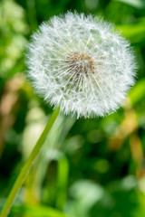 Dandelion