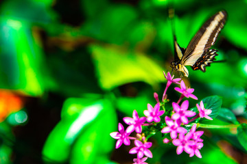 Flower and Buttlerfly