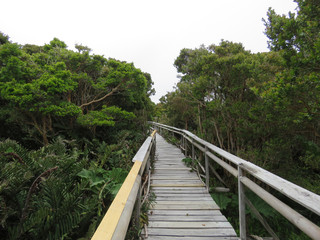 Wooden trail in Chiloe National Park, Chile