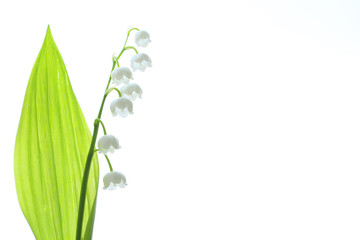 Lily of the valley, a species of rhizome perennials from the monotype type Lily of the valley.