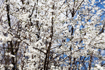 Fototapeta premium Blossoming apple tree. Branches against the blue sky.